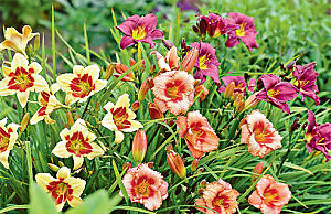 Выбираем растения-долгожителей для сада