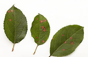 Пятна на растениях – какова причина и что делать?