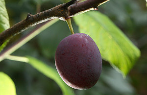 Пришло время сливы, но нет урожая?