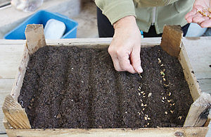 Выращиваем тую из семян