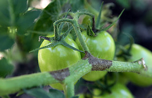 Бурая гниль — способы борьбы с недугом
