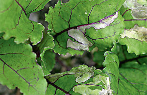 Вредители-минеры — в чем их опасность и как бороться?