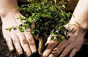 Посадка дерева в сентябре