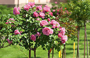 Укрытие для штамбовой розы