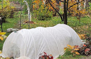 Укрываем растения на зиму