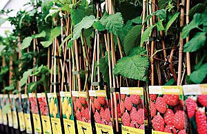 Осень – время покупки деревьев на посадку