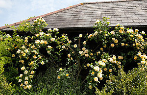 Что нужно знать для пересадки розы?