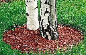 Особенности мульчирования осенью