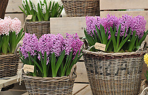 Гиацинты – как выращивать капризный цветок?