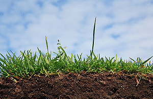 Время озимого чеснока пришло