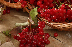 Используем собранный урожай калины