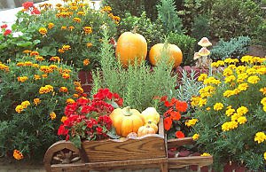 Работа в цветнике осенью