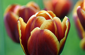 Осенняя посадка тюльпанов