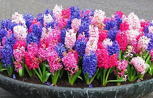 Посадка гиацинтов в сентябре может быть рискованной