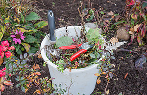 Обрезать или не обрезать: осенняя обрезка в саду