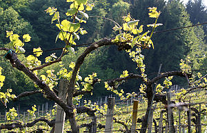 Виноград тоже требует защиты зимой