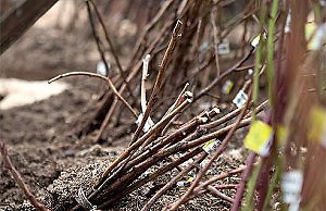 Хранение саженцев деревьев зимой