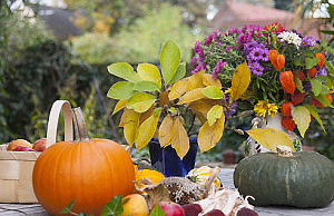 Особенности сезонных работ в октябре