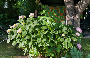 Гортензии – подготовка цветов к зиме