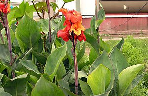 Уборка канн в вашем саду