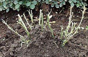 Что важно не забыть сделать в саду до зимы?