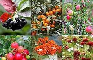 Осенний урожай ягод