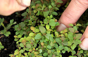 Выращиваем спирею из семян