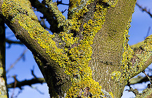 Меры борьбы с лишайником на деревьях