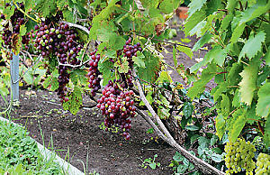 Обрезка винограда осенью – ответственная задача