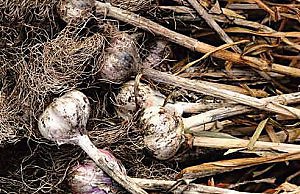 Чеснок под зиму уже пора сажать