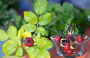 Шиповник – самый полезный урожай