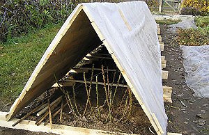 Как уберечь розы зимой?