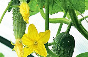 Занятие на зиму – выращиваем огурцы