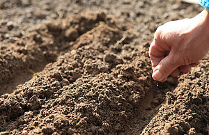 Подзимний посев однолетников