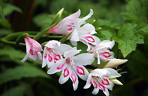 Зимнее хранение гладиолусов