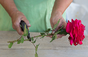 Актуально осенью – выращиваем розу из букета