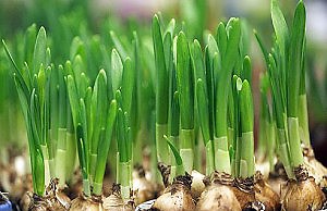 Пора задуматься о выгонке луковичных