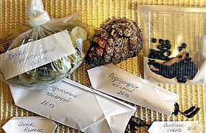 Обмен семенами по почте – необычный опыт для садовода