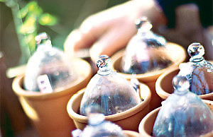 Стратификация семян – отличая замена подзимнего посева