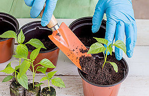 Рассада перца — особенности выращивания