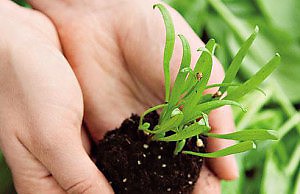 Овощи, которые тоже можно сажать под зиму