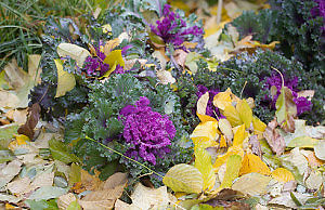 Ноябрь в саду – основные работы