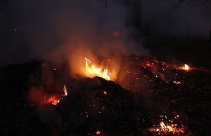 Город в дыму. Кто палит листья в парке?