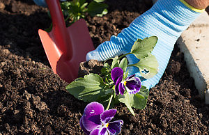 Выращиваем рассаду Анютиных глазок дома