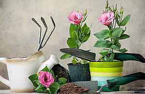 Эустома – выращивание в торфяных таблетках