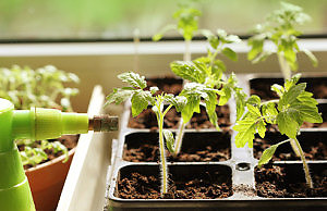 Почва для рассады – готовим лучшую смесь