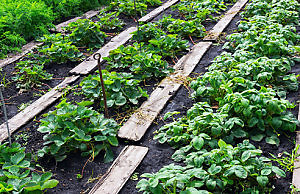 Используем перегной с умом