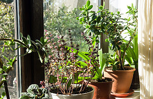 Лучшие домашние растения для кухни