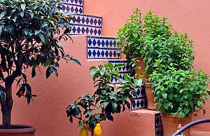 Уход за комнатными растениями зимой