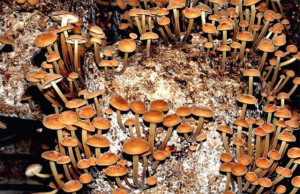 Прохлада – повод вырастить грибы